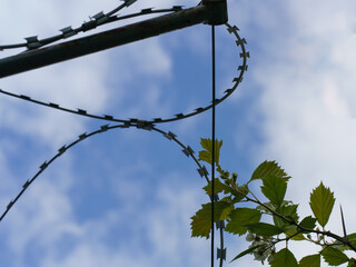 Photography of barbed wire.  High technology in everyday. Telephoto lens.