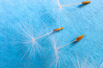 The seeds of a Dandelion flower,"Umbrella"