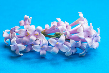 Branch of a Lilac Bush with flowers.