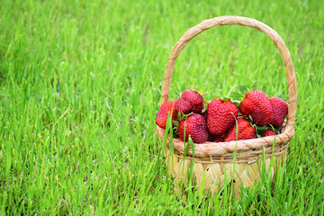 Fresh ripe strawberry in wicker basket on green grass as background. Organic farm food or delivery...