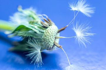 dandelion flower without seeds.