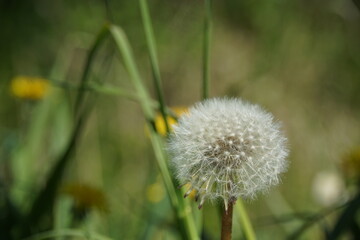 dandelion on a green background