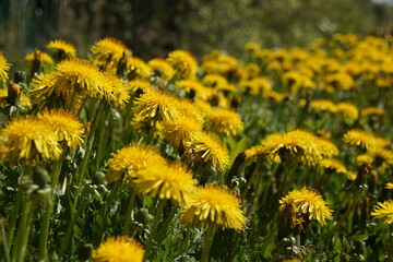 yellow dandelions in the grass