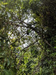 Fototapeta premium tree in the forest