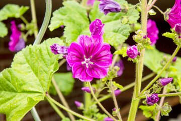 Flowering cranesbill, Geranium magnificum, on a sunny June day