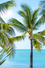 Fototapeta na wymiar Green palm trees, sea water and blue sky on sunny day, tropical background.