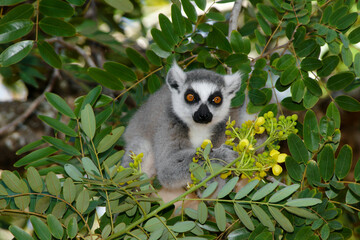 Naklejka premium Ring-tailed lemur sitting in a tree with yellow flowers, Berenty, Madagascar