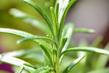 Obraz premium Rosmarinus herb with fragrant evergreen needle-like leaves. Closeup, selective focus
