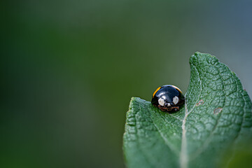 Makro eines asiatischen Marienkäfers (Harmonia axyridis, Coccinellidae), auch als 