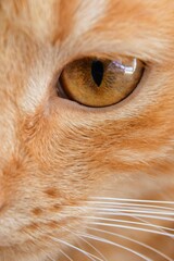 Cat's face and eye close up. Close-up portrait of redhead cat. Hazel eye of a cat, close-up.Close up profile portrait of cute ginger cat. Selective focus