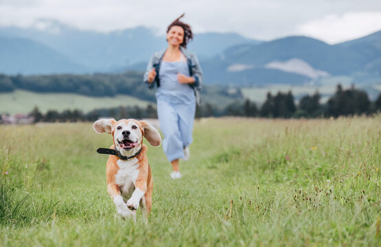 Happy smiling running beagle dog portrait with tongue out and owner female jogging by the mounting meadow grass path. Walking in nature with pets, happy healthy active people lifestyle concept image.