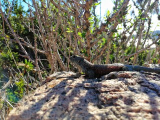 lizard on the rocks