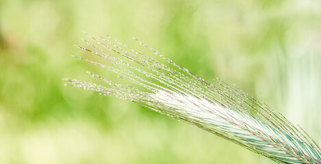 Fototapeta premium ears of corn in the field, macro a drop of dew or rain. Wheat ear in droplets of dew in nature on a soft blurry gold background