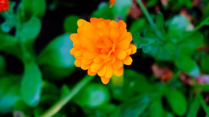 Orange Flower Close Up