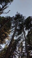 trees and sky