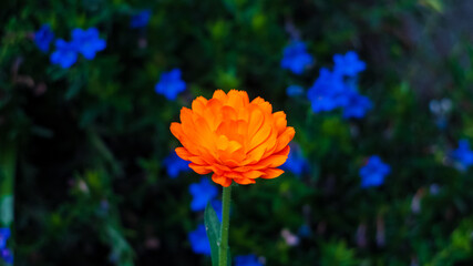 Orange Flower Bokeh