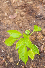 Pepper seedlings grow in the garden in summer