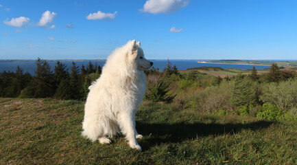 samoyed dog sitting on the coast