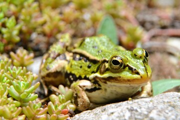 Lake or Pool Frog (Pelophylax lessonae), Marsh frog (Pelophylax ridibundus), edible frog (Pelophylax esculentus) on the edge of the pond. Cute green frog resting in the greenery