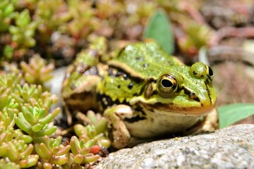 Lake or Pool Frog (Pelophylax lessonae), Marsh frog (Pelophylax ridibundus), edible frog (Pelophylax esculentus) on the edge of the pond. Cute green frog resting in the greenery