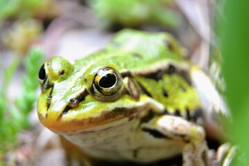 Lake or Pool Frog (Pelophylax lessonae), Marsh frog (Pelophylax ridibundus), edible frog (Pelophylax esculentus) on the edge of the pond. Cute green frog. Close up view, selective focus