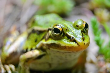 Lake or Pool Frog (Pelophylax lessonae), Marsh frog (Pelophylax ridibundus), edible frog (Pelophylax esculentus) on the edge of the pond. Cute green frog. Close up view, selective focus
