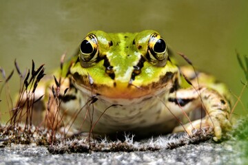 Lake or Pool Frog (Pelophylax lessonae), Marsh frog (Pelophylax ridibundus), edible frog (Pelophylax esculentus) on the edge of the pond. Cute green frog resting on the shore. Front, closeup view. 