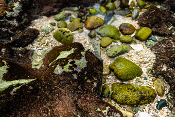 Sea coral bottom after low tide. Seabed texture