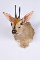 deer shoulder mount taxidermy