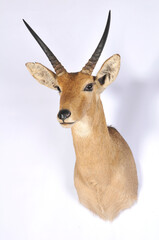 deer shoulder mount taxidermy
