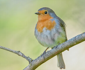 Rotkehlchen im Sonnenlicht