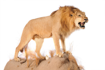  lion full body mount taxidermy