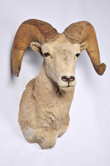 bighorn sheep shoulder mount taxidermy