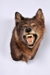 Wolf shoulder mount taxidermy