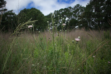 Carolina Forest Thistle Flowers in a Meadow