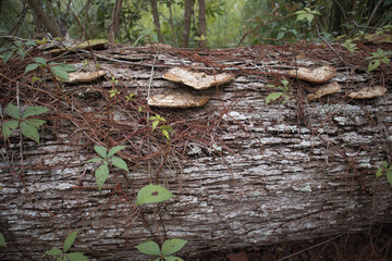 Carolina Forest Fallen Tree with Mushrooms