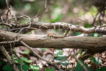 Plain gold wedding rings placed on a log in the woods, with copy space