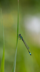Libelle
