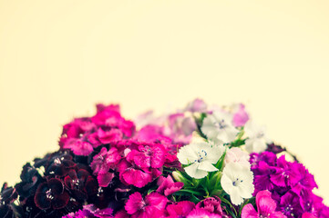 Fototapeta premium carnation bouquet on a light background. place for text