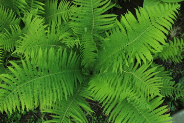 Fern plants in a shadowy place