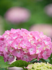 Fototapeta premium アジサイの花