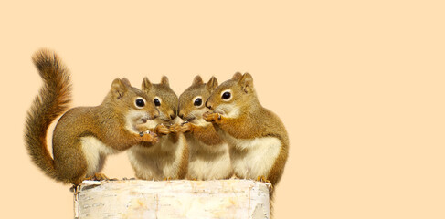 Vier süße Eichhörnchen auf einem Birkenstamm, die Samen teilen.