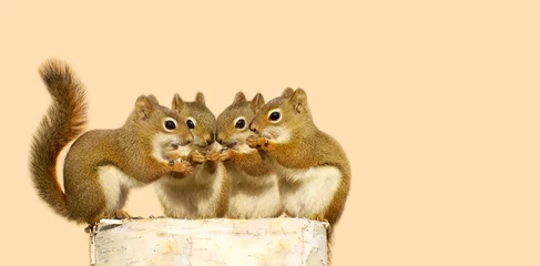  Vier schattige eekhoorns op een berkenlogboek, die zaden delen. © kellyplz