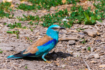 An European roller on the ground in summer