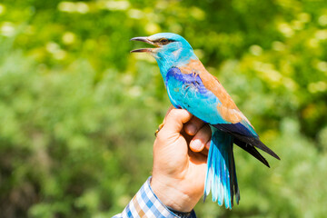 An European roller in hand before releasing