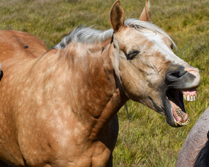 Naklejka premium funny horse teeth yawn c2020Rachelle