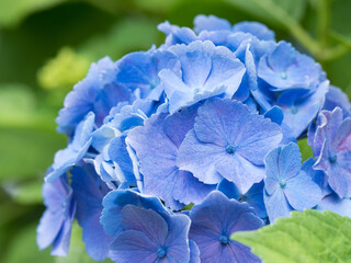アジサイの花