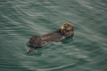 Kachemak Bay, Alaska, USA: A sea otter (Enhydra lutris), an entirely aquatic marine otter of North...