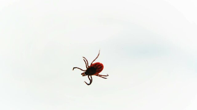 Entsifalitny mites crawling on white surface. Blood sucking insect isolated on white background. Forest tick vectors of disease encephalitis
