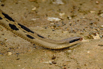 It's Snake in Vietnam